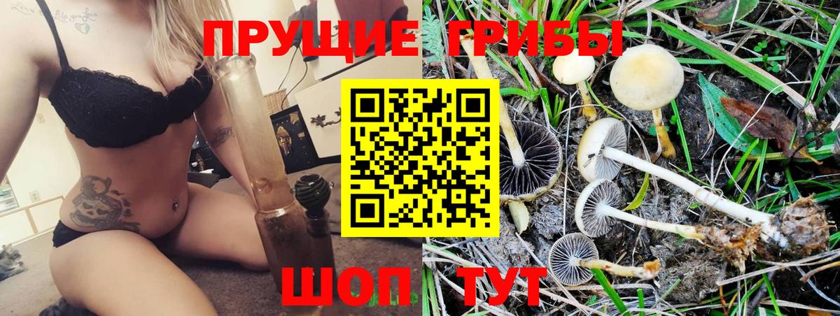 Новозыбков  Галлюциногенные грибы Psilocybe  Галлюциногенные грибы ЛСД  Вход с VPN 